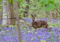 See nature at night and clear up litter with ACAN
