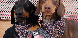 Paw-some news as dog accessory store prepares for Brightwells move