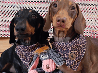 Paw-some news as dog accessory store prepares for Brightwells move