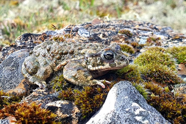 Back from the brink as rare toads making comeback on heathland