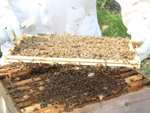 Frensham school celebrates first honey harvest
