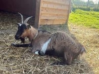 Staff and students "heartbroken" after animals stolen from school
