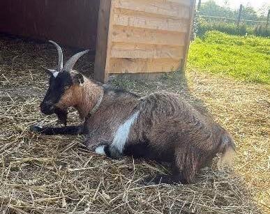 Staff and students "heartbroken" after animals stolen from school