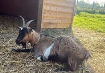 Heartbreak after animals stolen from specialist school and farm in Liss