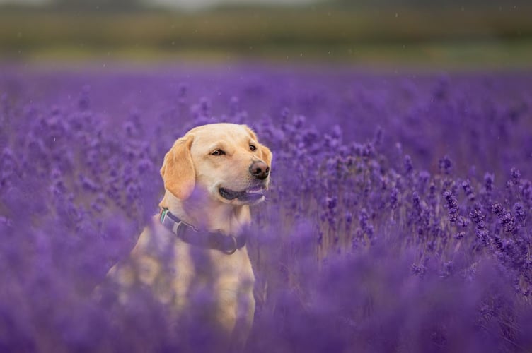Dog Lavender Fields Alton