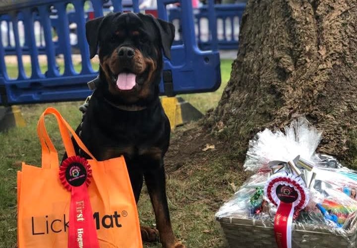 Best In Show Bordon Dog Show Crowders