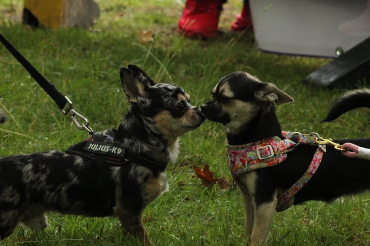 Kissing dogs Bordon Hogmoor Dog Show