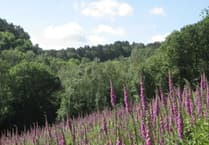 Charity launches ambitious project to restore rare heathland