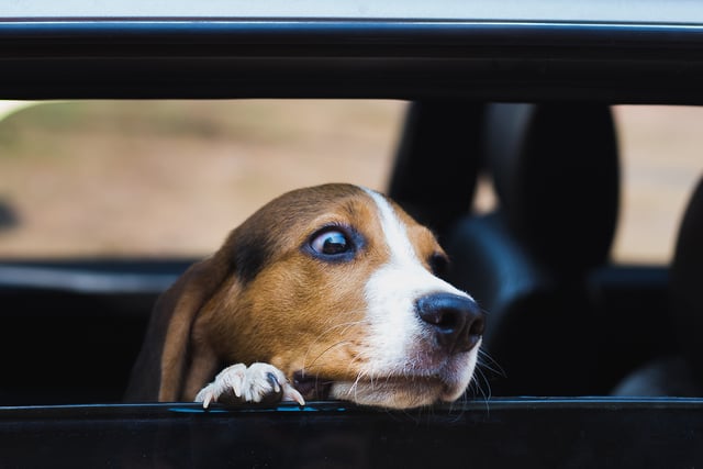 Hot weather warning for pet owners