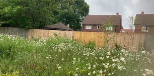 Collective effort gives wildlife a helping hand in Medstead