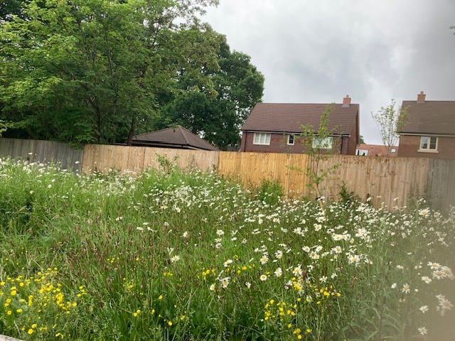 Wildlife corridor, Azalea development, Medstead, June 2025.
