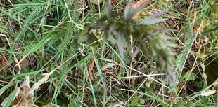 Naturalist fears wild orchids could be harmed by house builders