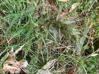 Naturalist fears wild orchids could be harmed by house builders