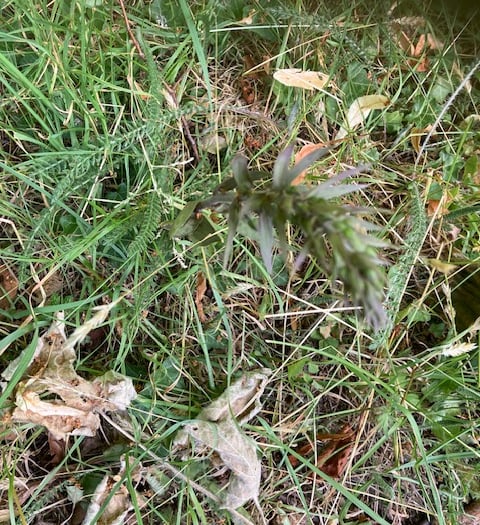 Naturalist fears wild orchids could be harmed by house builders