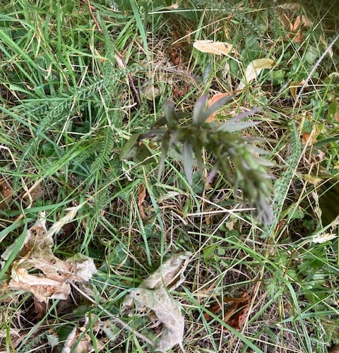 Violet helleborine orchid, Pooks Hill, Alton Lane, Four Marks, July 7th 2025.