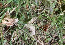Naturalist fears wild orchids could be harmed by house builders