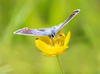 Trust launches appeal to protect pollinating insects