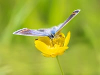 Trust launches appeal to protect pollinating insects