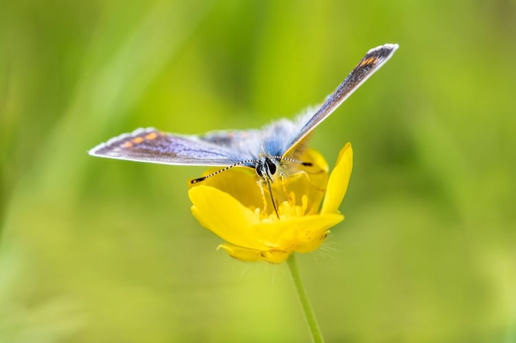 Common blue feeding at Lark Rise