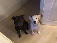 Police under fire for shooting puppy