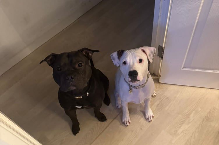 Left to right: Harley, 2, and Louis, 1