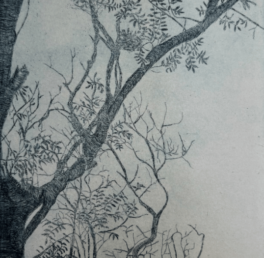 Ancient woodlands spotlighted in exhibition at Alton's Allen Gallery