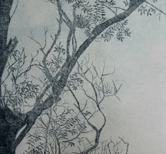 Ash Dieback 1 - an etching on Somerset paper by Jacqueline Amies.