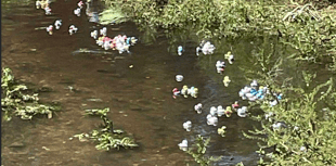 Duck race is quacking start to community centre celebrations