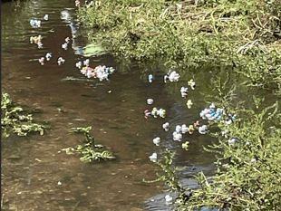 Duck race is quacking start to community centre celebrations