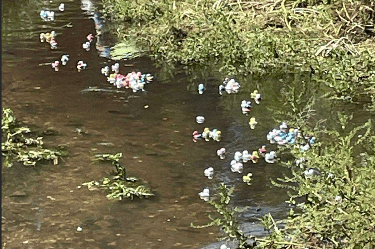 Alton Duck Race 2025.
