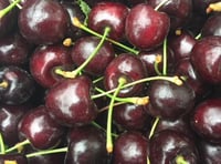 Pick of the bunch as Blackmoor hails a bumper cherry harvest