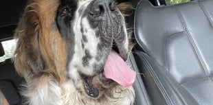 County Market boost to give life-saving surgery to gentle giant