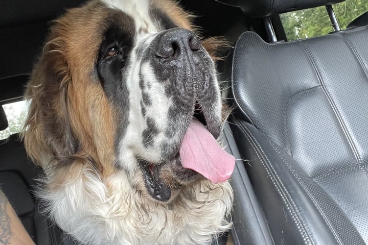 Grizzly St Bernard Worldham