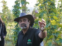 High hops for Hogs Back Brewery's harvest