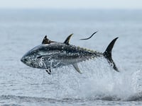 Faith Comment: When faith yields a bountiful catch