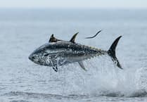 Faith Comment: When faith yields a bountiful catch