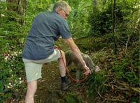 Best knee forward for truffle hunter Nigel
