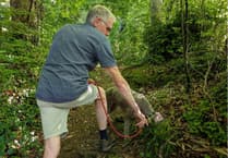 Best knee forward for truffle hunter Nigel