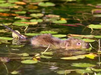 Water voles reintroduced to River Wey after 20 years