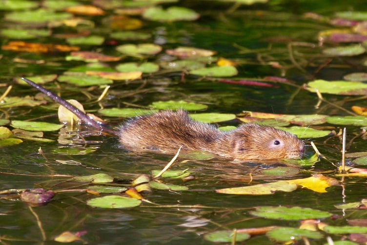 Water voles have been reintroduced to the River Wey.