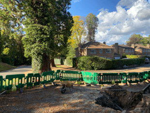 Council happy with gas main work near huge Wellingtonia trees