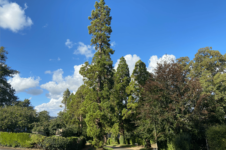 Wellingtonia trees, Crowley Drive, Alton, September 8th 2025.