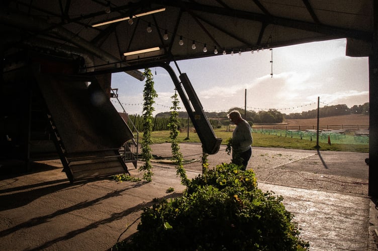 A hopper hard at work at the Hogs Back Brewery harvest 2025.