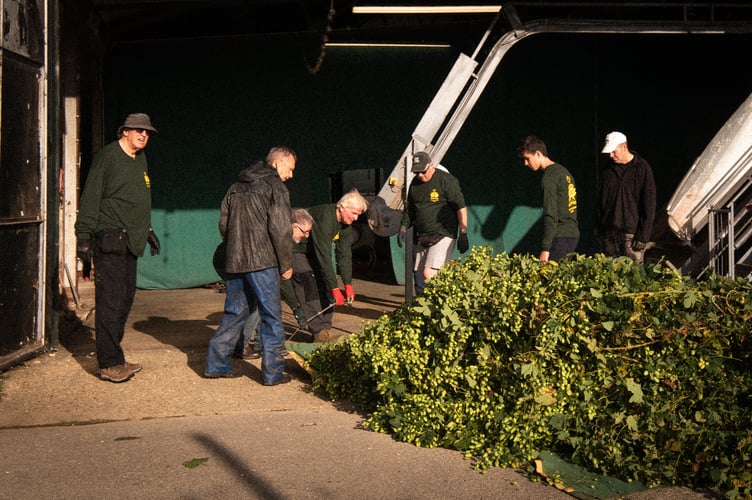 Volunteers untangle the hop vines before feeding them into a hop harvester machine.