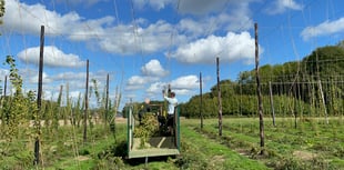 WATCH: Volunteers hop to it for Hogs Back harvest