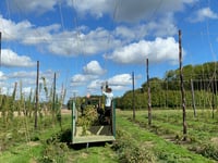 WATCH: Volunteers hop to it for Hogs Back harvest