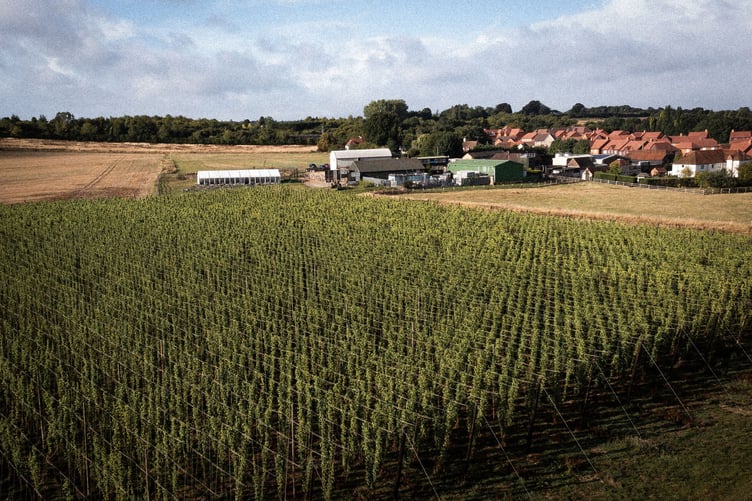 The hop fields at Hogs Back Brewery in Tongham.