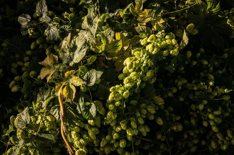 The hops of their labours at the Hogs Back Brewery harvest 2025.
