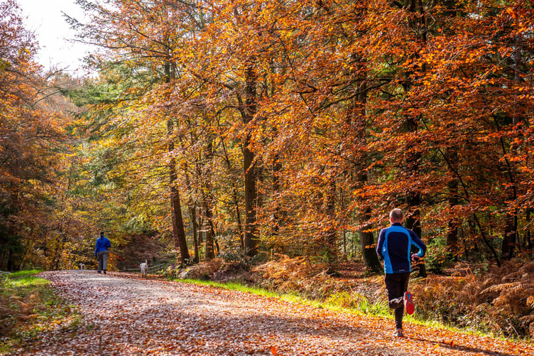 Alice Holt Forest in autumn.