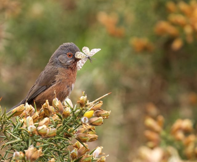 Cattle return to Ludshott Common after nearly a century